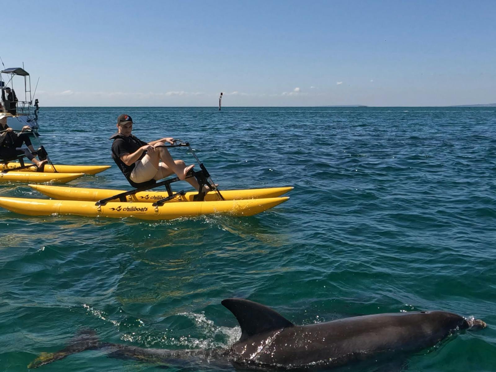 Man in a paddleboat with a dolphin swimming beside him